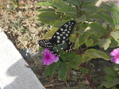 Pharmacophagus antenor