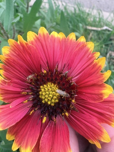 Unknown species found near Toscana Ave, Austin, TX, US