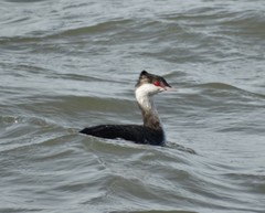 Podiceps auritus