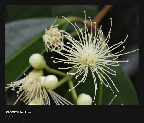 Syzygium lineatum observed 2026-01-08