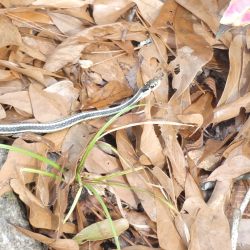 Western Ribbon Snake