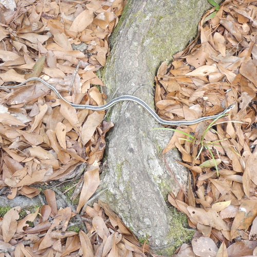 Western Ribbon Snake