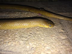 Blood Snake photo 5