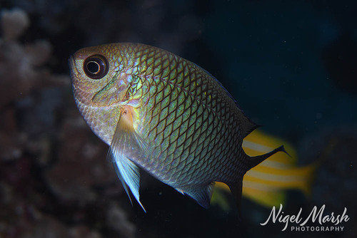 Yellowaxil chromis (Chromis xanthochira) — Pomacentridae