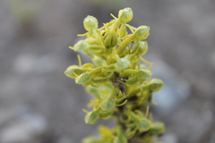 Habenaria subauriculata
