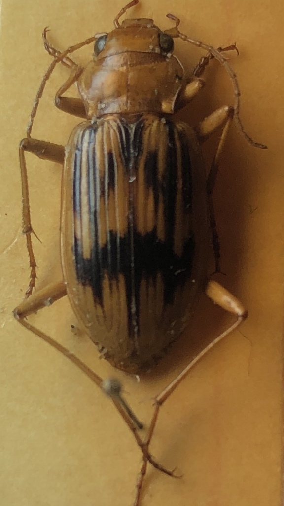 Strandline Beetle