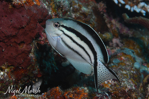 Blackstriped angelfish (Genicanthus lamarck) — Pomacanthidae