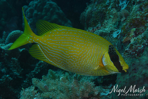 Bluelined rabbitfish (Siganus puellus) — Siganidae