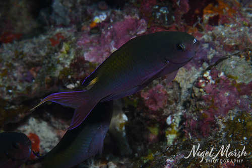 Lepidozygus tapeinosoma