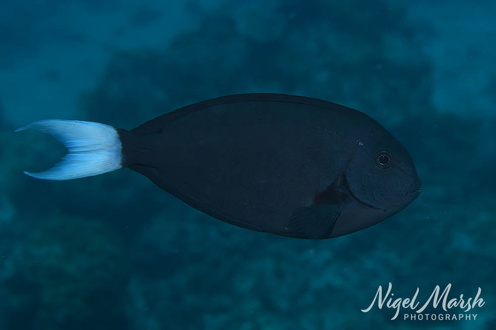 Chocolate surgeon (Acanthurus thompsoni) — Acanthuridae
