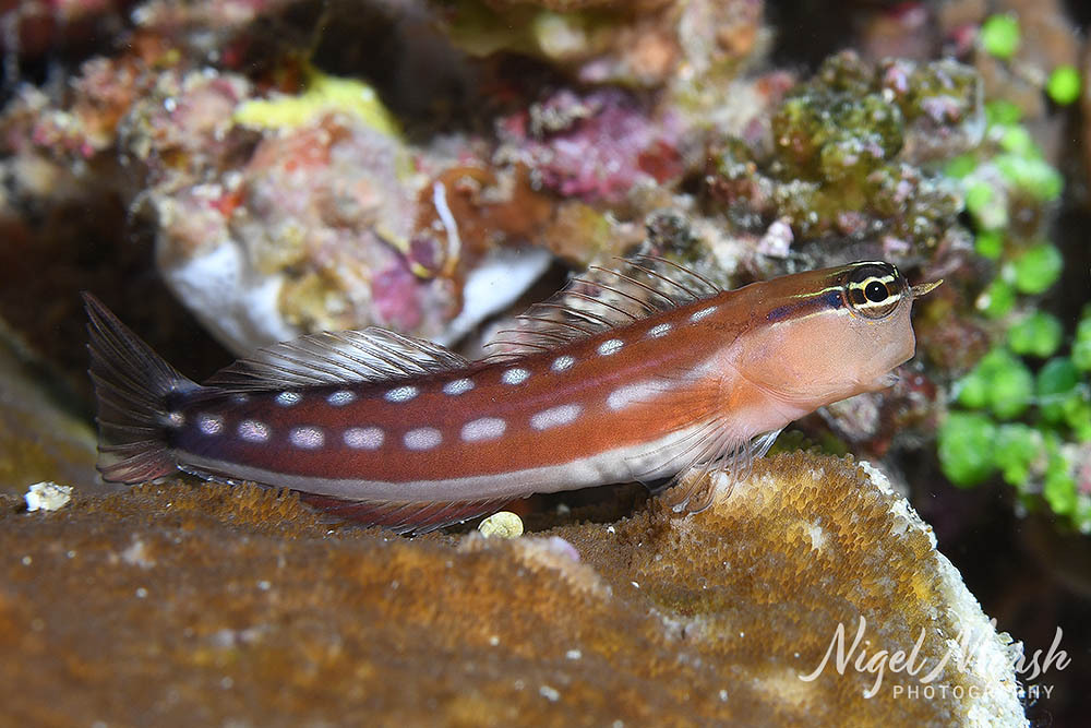 Australian Blenny