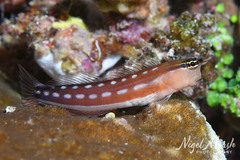 Australian Blenny photo 1