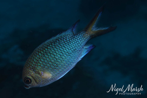 Chromis xanthochira