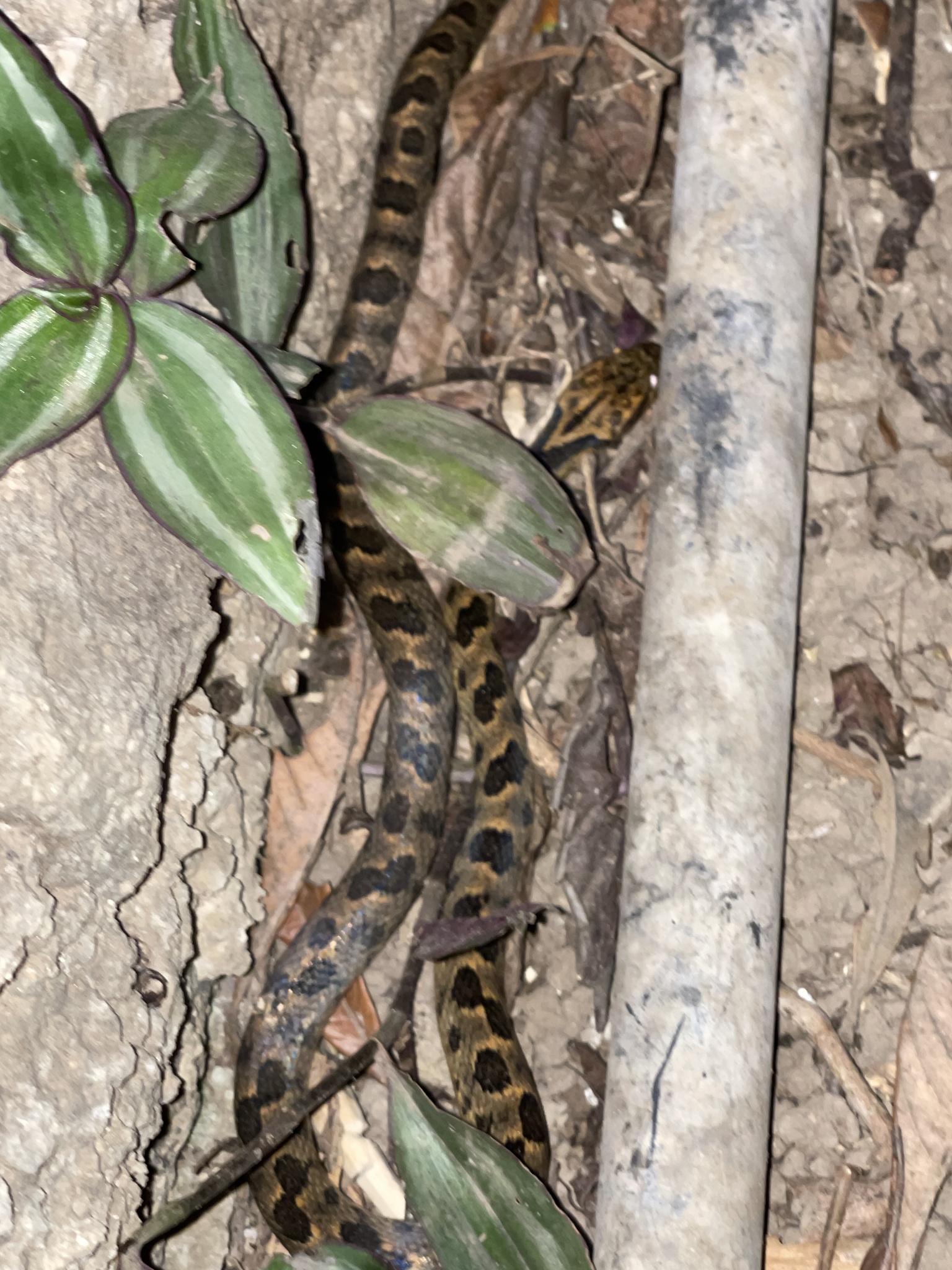 Splendid Cat-Eyed Snake photo 4