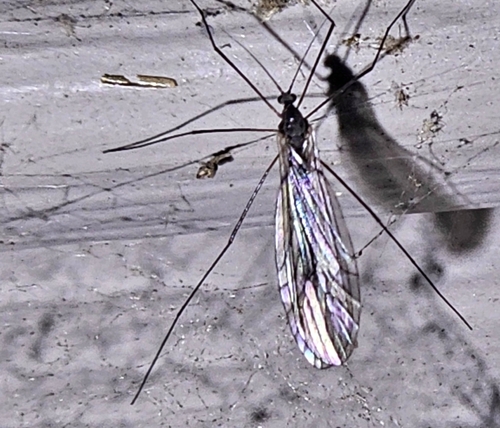Unknown species found near Laurel Run, PA, USA