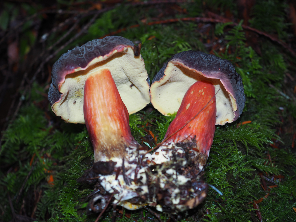Xerocomellus atropurpureus · January 2026 · photo: © marsupialsoup (iNaturalist, cc-by)