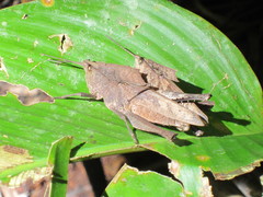 Colpolopha praemorsa