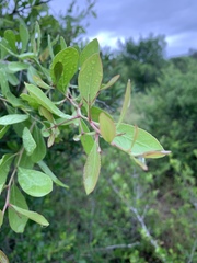 Gymnosporia senegalensis image