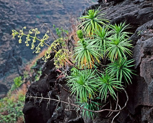 Wilkesia hobdyi, 2012-08-29