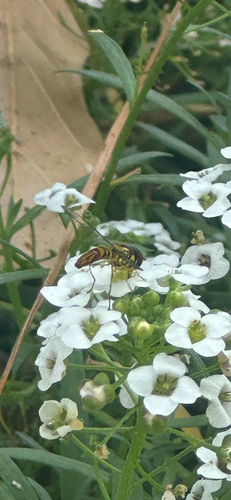 Unknown species found near Surrey Park Ln, Katy, TX, US