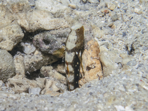 Zadel-garnaalgrondel (Cryptocentrus leucostictus) — Gobiidae — 3