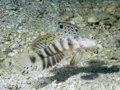 Leptocephalus Prawn-Goby photo 2