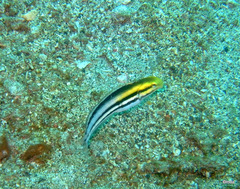 Petroscirtes breviceps