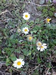 Bellis perennis
