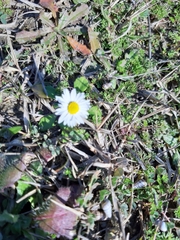 Bellis perennis