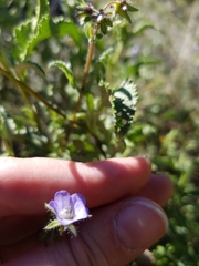 Pholistoma auritum arizonicum