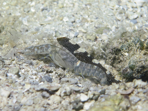 Maude's shrimpgoby (Cryptocentrus maudae) — Gobiidae — 5
