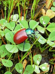Melasomoptera