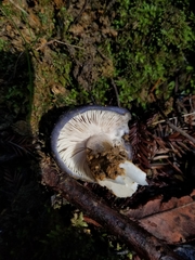 Entoloma medianox