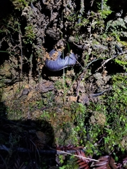 Entoloma medianox