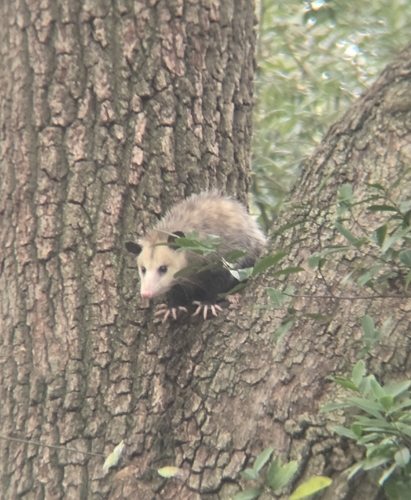 Opossum