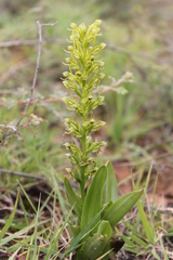 Habenaria subauriculata