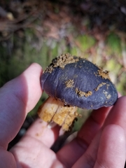Entoloma medianox