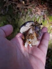 Entoloma medianox