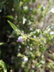 Pholistoma auritum arizonicum