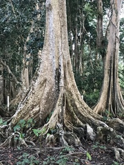 Pterocarpus officinalis