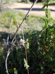 Pholistoma auritum arizonicum