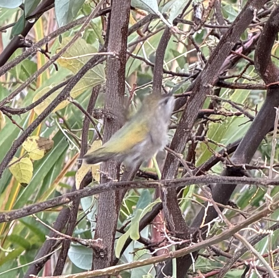 Costa's Hummingbird (Calypte costae), photo 3