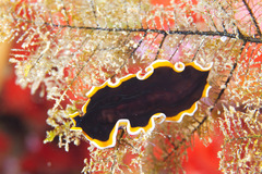 Pseudobiceros hancockanus