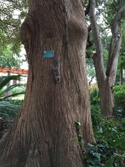 Sciurus carolinensis
