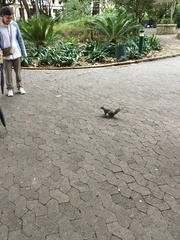 Sciurus carolinensis