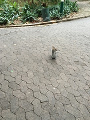 Sciurus carolinensis