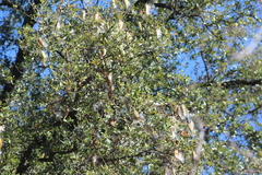 Funastrum pannosum