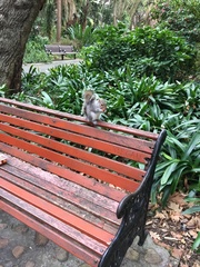 Sciurus carolinensis