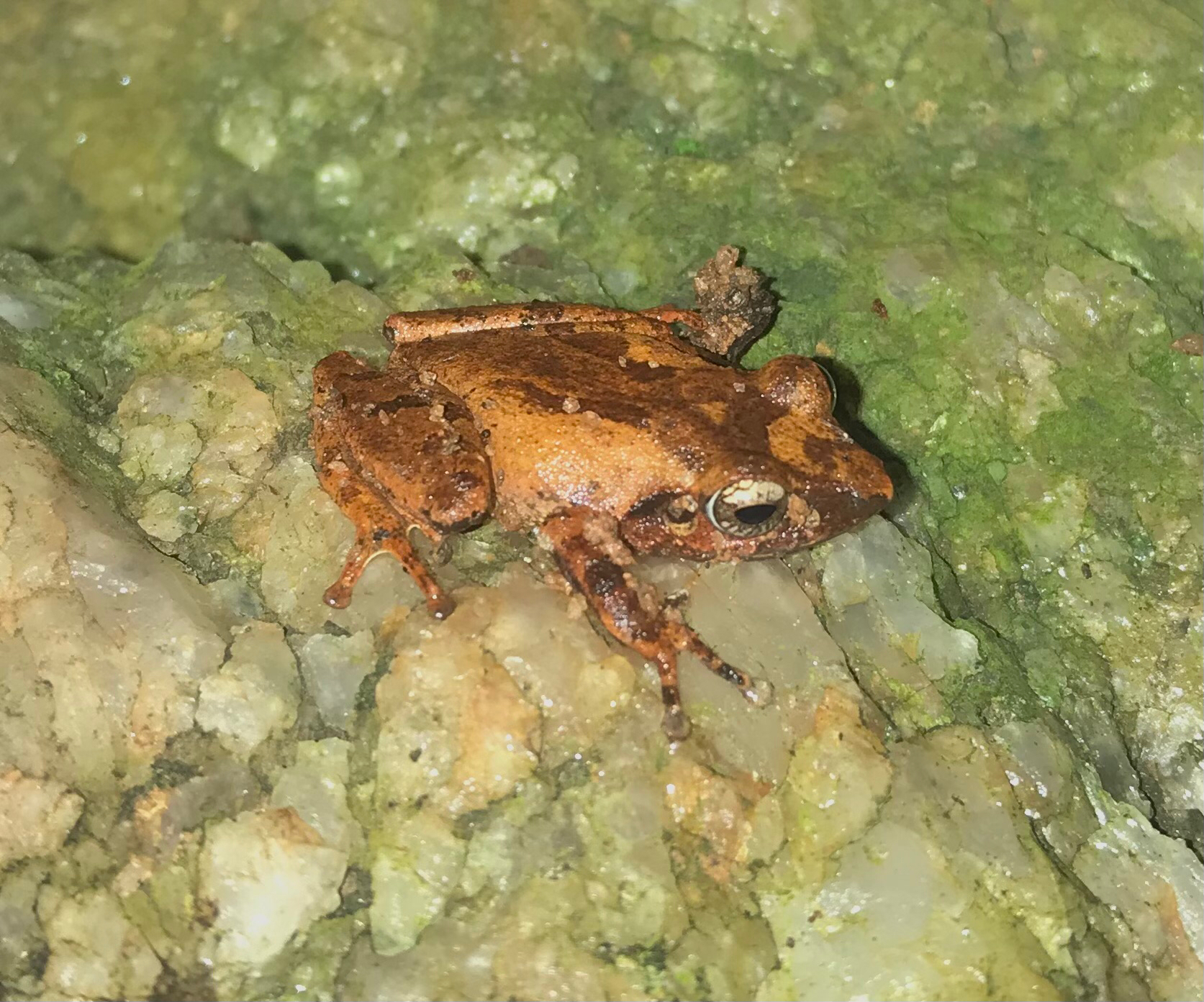 Schneider's Shrub Frog photo 6