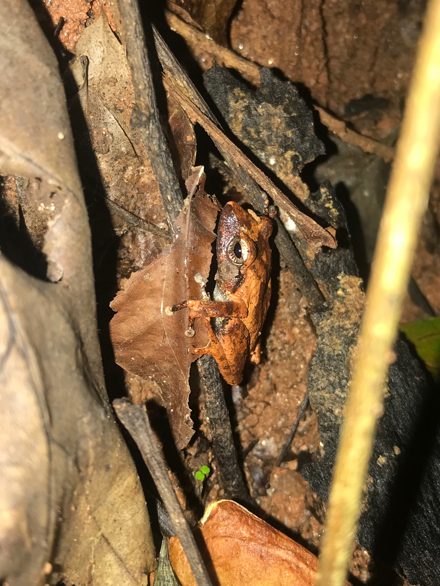 Schneider's Shrub Frog photo 7
